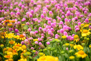 Beautiful pink Globe Amaranth flower and yellow Gaillardia flower in garden, spring season background