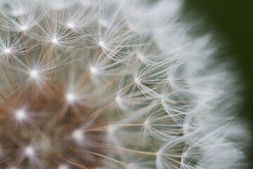 Macro shot of a dandelion (Taraxacum) on a blurry background in Ontario, Canada.