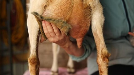 Woman milking a dairy goat by hand on a small farm in Ontario, Canada