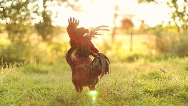 Closeup of a rooster on a small farm in Ontario, Canada.