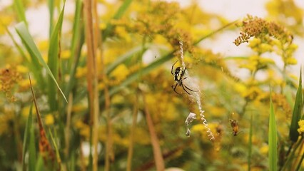 Argiope aurantia spider in Ontario, Canada