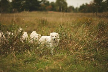 Maremmano-Abruzzese Sheepdogs in the field