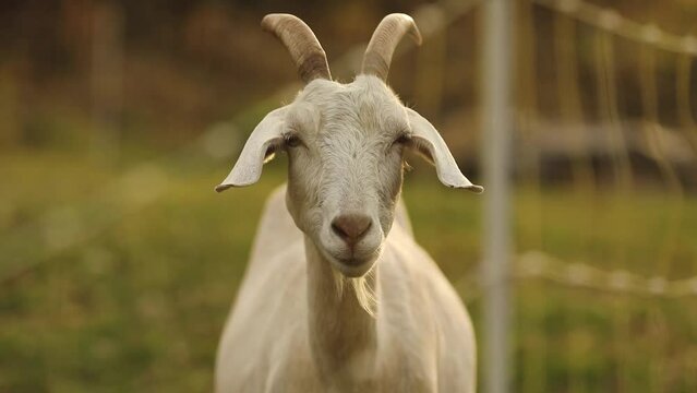 Saanan dairy goats on a small farm in Ontario, Canada