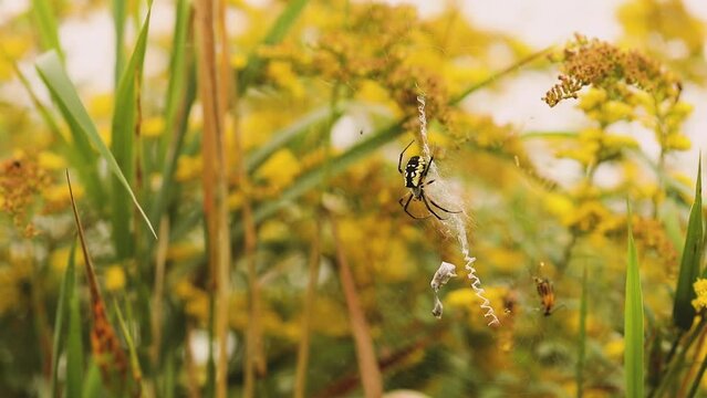 Argiope aurantia spider in Ontario, Canada