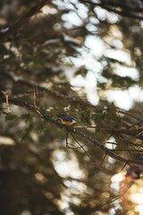 Vertical shot of a nuthatch bird perched on wood tree branches in Ontario, Canada