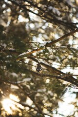 Vertical shot of a grosbeak bird perched on wood tree branches in Ontario, Canada