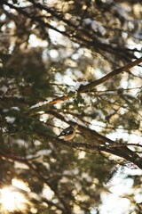 Vertical shot of a grosbeak bird perched on wood tree branches in Ontario, Canada