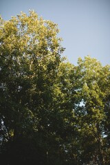 Vetical shot of thick forest on a sunny day