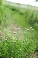Selective focus of wild flowers in a field