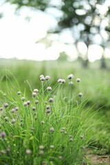 Selective focus of wild flowers in a field