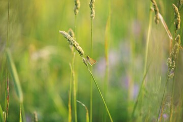 Close-up of a moli on the grass in a green field