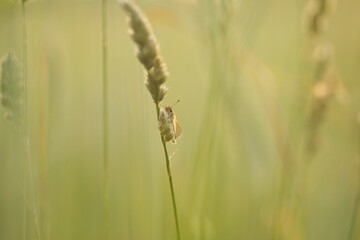 Thymelicus lineola butterfly perching on plant stem