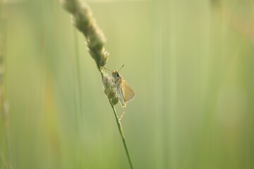 Thymelicus lineola butterfly perching on plant stem