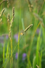Thymelicus lineola butterfly perching on plant stem