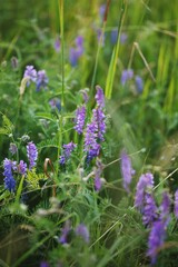 Vertical shot of purple mouse peas flowers in a field