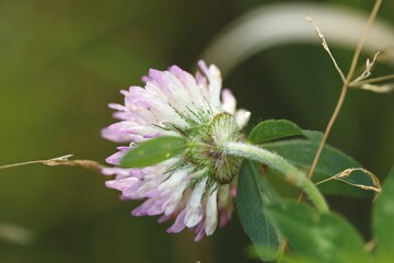 Macro shot of a purple flower with green leaves on an isolated background