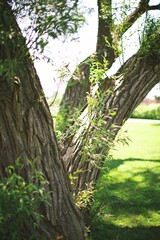 Vertical closeup of a tree trunk with green foliage.