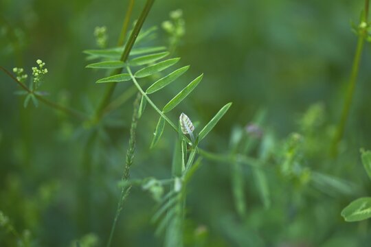 Close-up view of Vicia hirsuta plants growing in the greenery