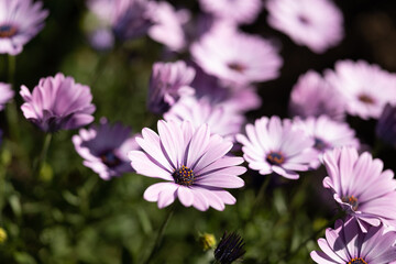flowers in the garden