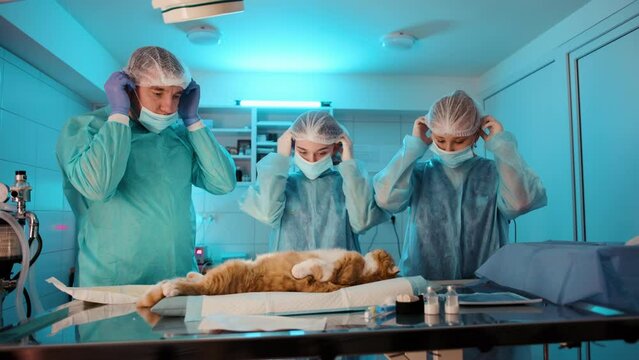 The doctor and the nurses are putting on the mask before begining the operation. They are about to begin the procedure on the cat. High quality 4k footage