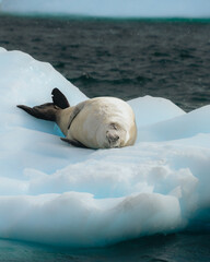 Crabeater seal, lobodon carcinophaga, in Antarctica resting on drifting pack ice or icefloe between blue icebergs and freezing sea water landscape in the Antarctic Peninsula © Mathias