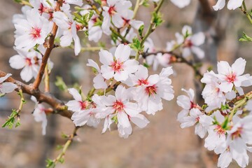 A close up of a cherry blossom tree with pink flowers