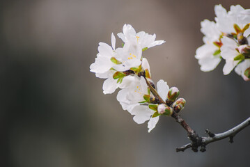 A branch with white flowers and green leaves with the word cherry on it