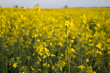 Yellow rapeseed flowers close up