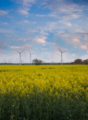 Yellow flowers in a rapeseed field and wind turbines on the horizon 