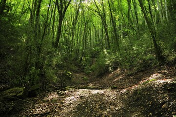 Fototapeta premium Landscape from mysterious green wood