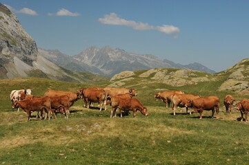 Fototapeta na wymiar Green field with grazing cattle against the background of mountains. Catalan Pyrenees, France.