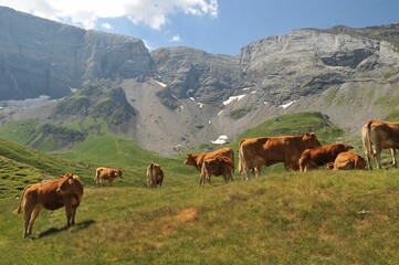 Fototapeta premium Herd of cows on a bright green field with tall rocky mountains over it in the Catalan Pyrenees