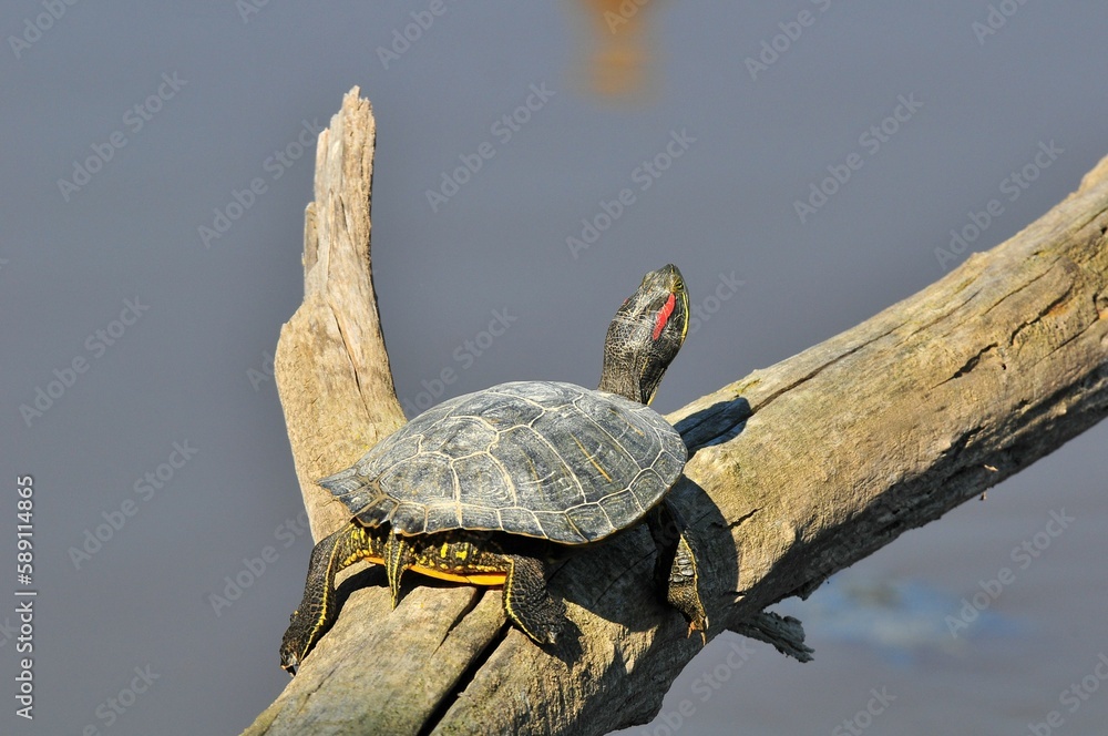 Poster red-eared slider turtle on top of a tree branch