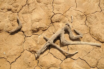 Closeup of broken twig on the drought cracked ground