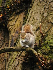 Furry Eastern gray squirrel sitting on a tree branch