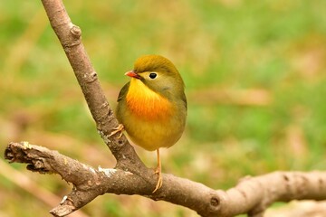 Close-up view of a Red-billed leiothrix perching on a tree