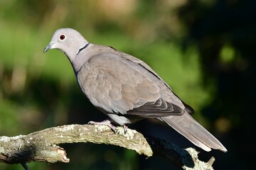 Profile view of a Eurasian collared dove perching on a branch in the greenery