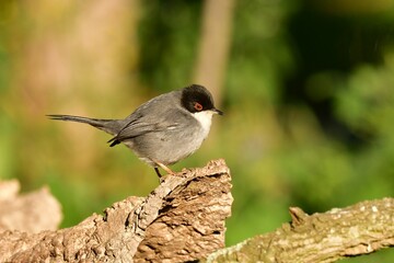 Close-up profile view of a Sardinian warbler perching under the sunlight