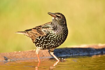 Close-up view of a Common starling perching in the water under the sunlight