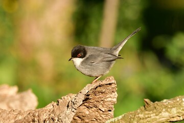 Close-up profile view of a Sardinian warbler perching under the sunlight - obrazy, fototapety, plakaty