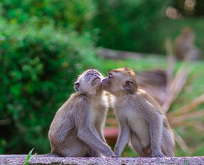 Naklejka na ściany i meble Monkey intimate relationship