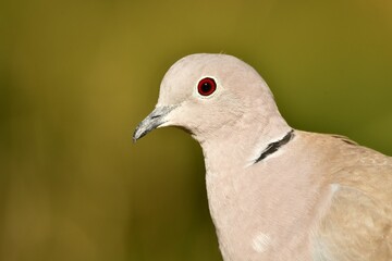Macro profile view of a Eurasian collared dove before the green background