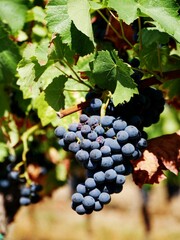Fototapeta premium Vertical closeup shot of fresh grapes on the grapevine