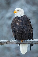 Vertical shot of a bald eagle perched on a wooden stick in Denver, Colorado