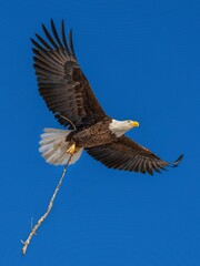 Vertical shot of a red-tailed hawk flying in the blue sky and holding a wooden stick