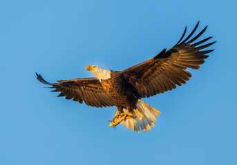 Bald eagle flying in the blue sky and holding a fish in sunny weather