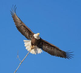 Bald eagle (Haliaeetus leucocephalus),flying in the blue sky and holding a nesting stick with talons