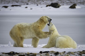 Sweet polar bears kissing and cuddling on the snow in Wapus National Park
