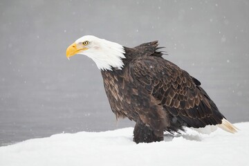 Bald Eagle standing on icy snow ground with blur background