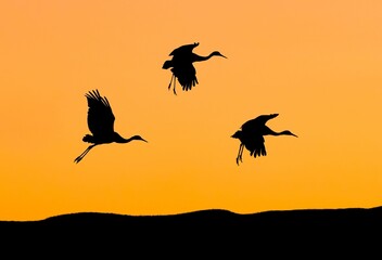 Silhouette of crane birds flying against an orange sunset sky.